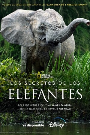 Ver Los secretos de los elefantes