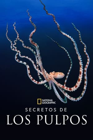 Ver Los secretos de los pulpos